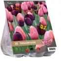 Baltus Urban Flowers Twilight zone bloembollen per 16 stuks